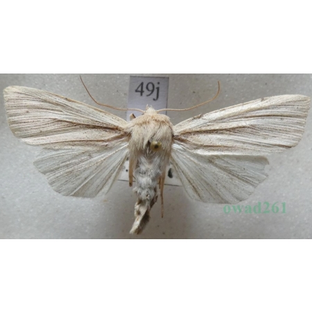 Mythimna straminea (Treitschke, 1825) male Mokradlica Czech49j